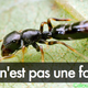 Illustration for article titled This is not an ant